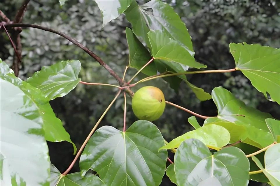 Premium Tung Oil Wood Finish-hish Gloss